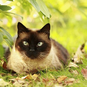 بعد 4 ساعات من الانتظار: قط ذكي يسرق سمكة من صياد ويلوذ بالفرار 