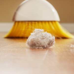 شاهد عثّة الغبار المنزلي التي تحيط بنا من كل مكان بعد تكبيرها بالميكروسكوب