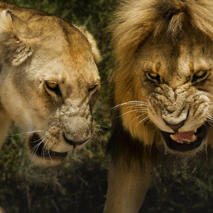 فيل صغير يواجه  14 أسداً .. شاهد ماذا حدث