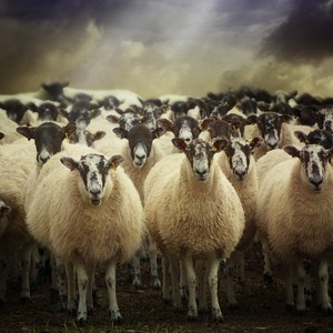 شاهد كيف تُعذب الأغنام والخراف الأسترالية قبل تصديرها للعرب