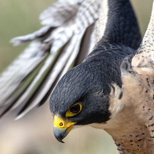 صقر يلتقط مشاهد رائعة لدبي بعد إطلاقه من قمة برج خليفة 