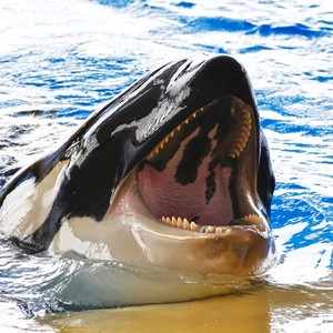 ظهور نادر لحيتان الاوركا القاتلة قبالة سواحل فرسان السعودية 