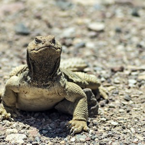سعودي يرصد قطيعاً من الضبان ترعى كالأغنام ! 
