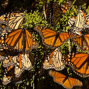 الفراشات الملكية لم تزل مهددة بالانقراض رغم زيادة أعدادها