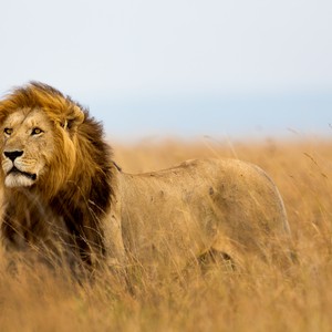 "الكثرة غلبت الشجاعة" في صراع الأسود مع التمساح