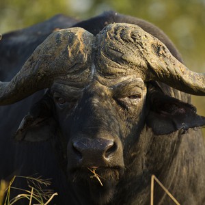 جاموس جائع يسلب الطعام من ركاب سيارة بطريقته الخاصة