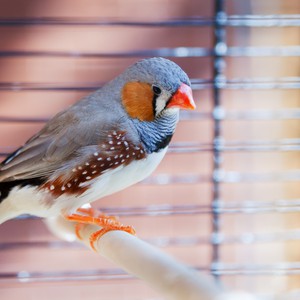 طريقة بسيطة لتدفئة الطيور المنزلية في الشتاء 