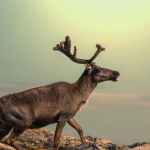 اعتداء سعوديين على وعلين مُهددين بالإنقراض يثير السخط 