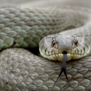 سعودي يتفاجأ بثعبان كبير يتراقص على زجاج سيارته 