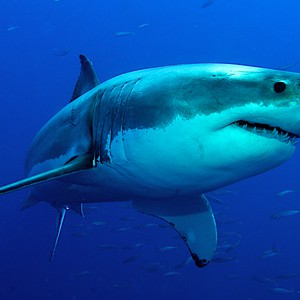 سمكة قرش تهاجم مصوراً