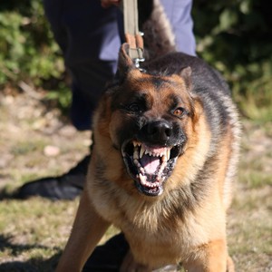 شاهد كيف يتم التعامل مع أشرس كلب بالعالم بعد إعطائه عشر حبات منوم !!