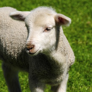  بالتزامن مع موسم الأضاحي: مواطن يرصد التلاعب بالخراف قبل بيعها 