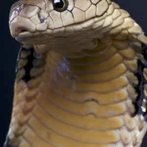 أفعى غاضبة تلدغ مُذيعاً على الهواء مباشرة