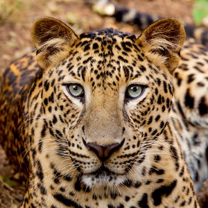 سعودي يتعرض لهجوم من فهد أفريقي ضخم وسط الغابة 