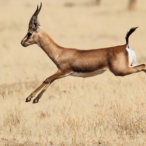 غزال يتجول بأحد شوارع مكة المكرمة ومواطنون يحاولون الإمساك به