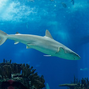 بالفيديو: سمكة قرش طولها يزيد عن الـ3 أمتار تسحب رجل وحيد في قارب 