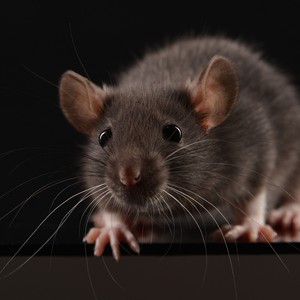 فأر شرس يُهاجم أفعى ويبتلعها وهي حية!  