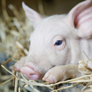 مواطن يرصد خنازير مجهولة المصدر في حفر الباطن  