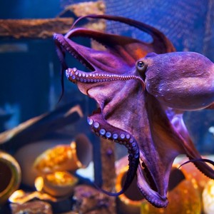 أخطبوط يهاجم قط حاول اصطياده