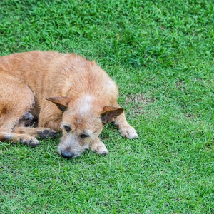 فيديو مؤثر لكلب يحاول إنقاذ صديقه بعد تعرضه لحادث دهس