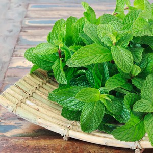 شاهد أسهل طريقة لزراعة النعناع في المنزل 