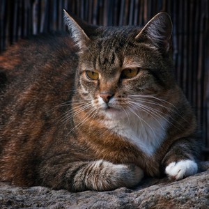 قط يصطاد حمامة بطريقة مذهلة..شاهد