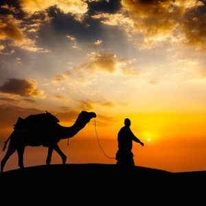 جمل يربُط عند قبر صاحبه في مشهدٍ مؤثر 