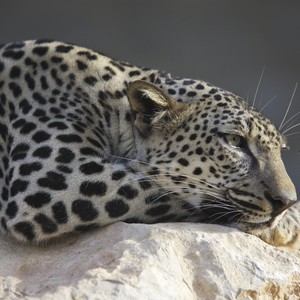 رصد نمرين عربيين نادرين يتجولان على طريق الهدا بالطائف 