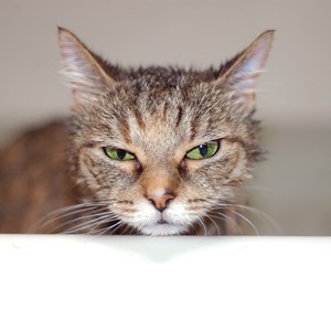 قط بمزاج متعكر يُطرد رجلا من المنزل بسبب مزاحه الثقيل 