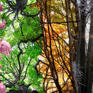 الفصول الأربعة.. كيف تتكون ولا تتغير مواعيد قدومها؟