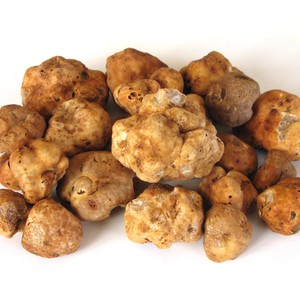 مواطن يرصد أول ظهور للفقع جنوب حائل 