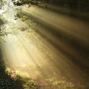 سائق ينجو من سقوط 10 أشجار أمامه بفعل الرياح