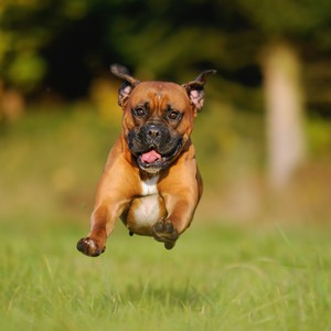 كلب مجنون يركض ليرمي بنفسه في مياه البحر !  