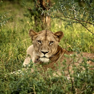 شاهد لحظة الإمساك بلبؤة هاربة في إحدى الطرق بالكويت 
