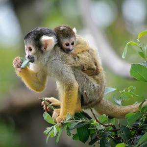 بالفيديو: قردة تحمل ابنها على ظهرها وتنظف الأطباق بنفس الوقت