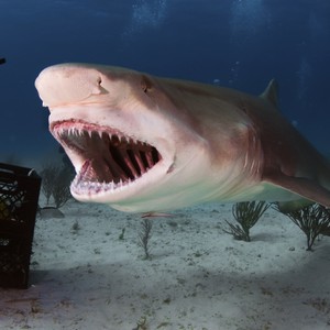 سمكة قرش تنتقم من صائدها لحظة احتضارها 