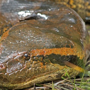 سكان قرية يقضون على الأفعى الأضخم في العالم  