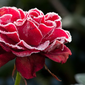 كيفية حماية النباتات المنزلية من الصقيع والإنجماد 