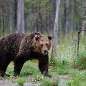 صراع بين 4 ذئاب ودب ينتهي بتناولهم الطعام معاً