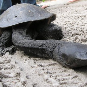 سلحفاة الرقبة الشرقية .. أغرب السلاحف على الإطلاق 