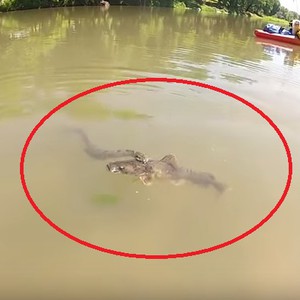 معركة شرسة بين ثعبان بحر وسمكة.. لمن كانت الغلبة؟ 