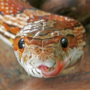 سعودي ينفذ مقلب الثعبان في أصدقائه 