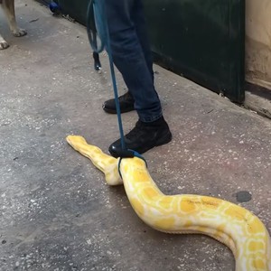 شاهد : خبير الافاعي جمال العمواسي يُحاول التقاط صورة جماعية لتمساح وضبع وأفعى وكلب