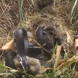 أرنب ينتقم من أفعى سامة هاجمت صغاره 