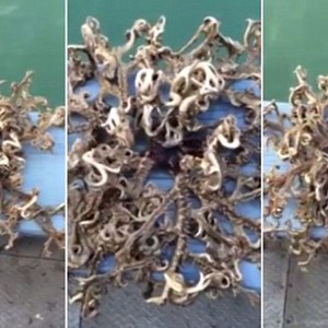  اكتشاف كائن بحري غريب على شواطئ سنغافورة