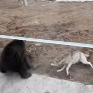 بالفيديو: مجموعة ذئاب تحاول افتراس دب