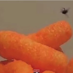 بالفيديو: الأمريكيون يتخلصون من الذباب بواسطة مسدس