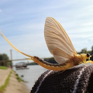 ذباب "مايو" يجتمع بالملايين على ضفاف نهر تيسا 