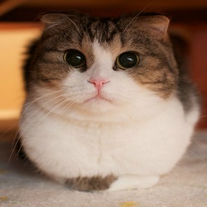 ردّة فعل مضحكة من قط ضاعت منه فريسته