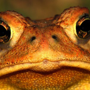 انخدع بمظهر فريسته فكانت آخر وجبة في حياته